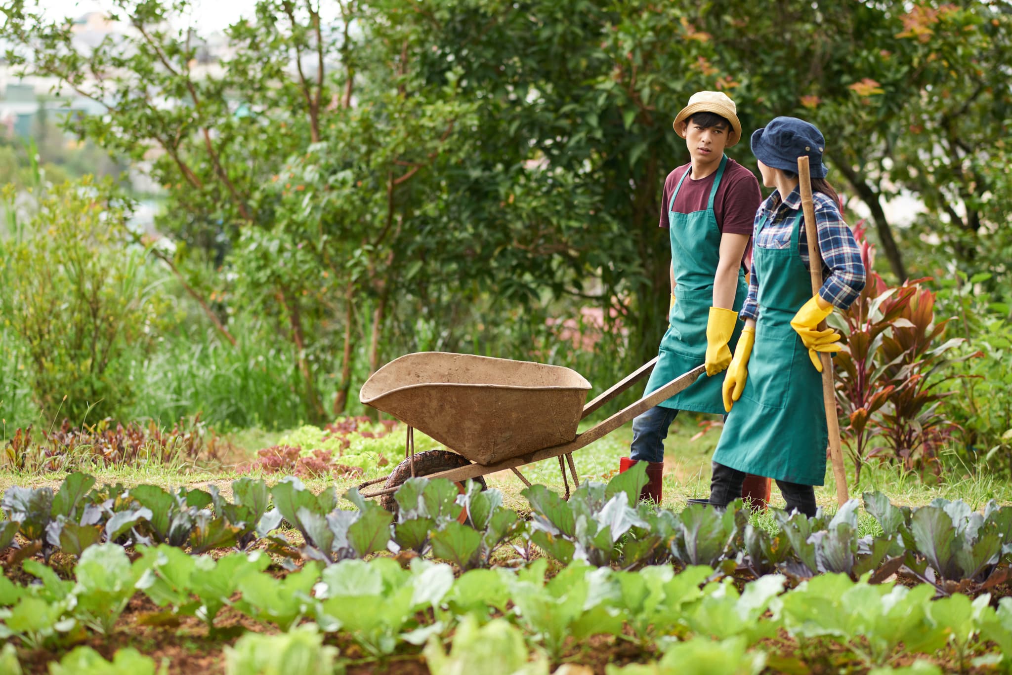 Two farmers working in a garden with vegetables