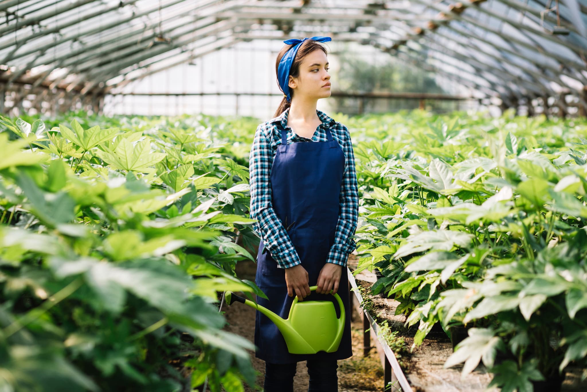 Person working in greenhouse